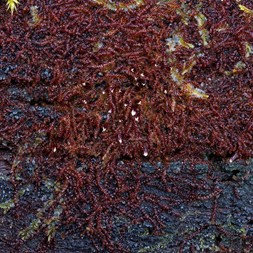 Nowellia curvifolia (rustwort)